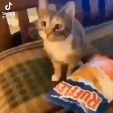 a cat is sitting on top of a bag of chips .