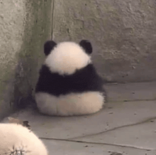 a panda bear is sitting on its back on the floor .