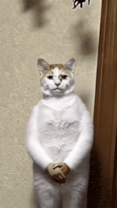 a white cat with arms and legs is standing next to a wall