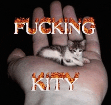 a person holding a small kitten in their hand with the word fucking kitty written on it