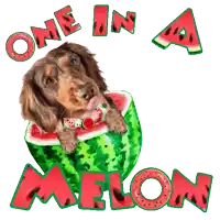 a dachshund laying in a slice of watermelon