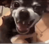 a close up of a dog 's face with its mouth open and its tongue hanging out .