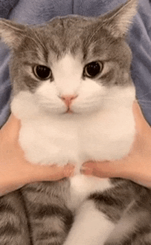 a gray and white cat is being held in someone 's hands .