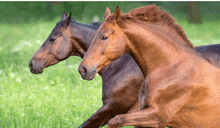 two brown horses are running in a field of grass