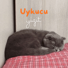 a gray cat sleeping on a bed with the words uykucu yigit written above it