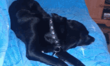 a black dog laying on a blue blanket with a black collar