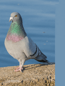 a pigeon with orange eyes standing on a rock