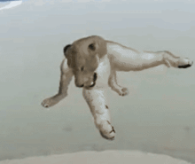 a lion cub is standing on a snowy surface