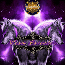 a purple background with two wolves and the words team lavender on it