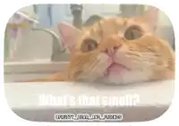 a cat laying on a counter with the caption what 's that smell ?