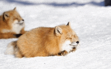 two foxes are laying in the snow and one is sleeping