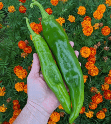 a hand is holding two green peppers in front of a field of marigolds