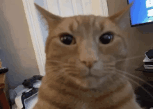 a close up of a cat looking at the camera in a living room .