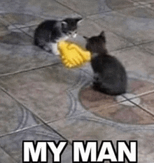 a kitten is shaking hands with another kitten on the floor .