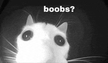 a black and white photo of a cat with the words boobs on the bottom