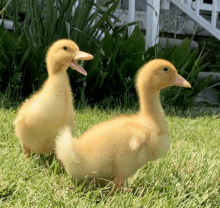 two ducklings are standing in the grass and one is screaming