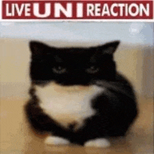 a black and white cat is sitting on a wooden floor in front of a live uni reaction sign .