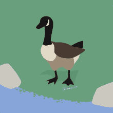 a drawing of a goose with the name shirogstolo written below it