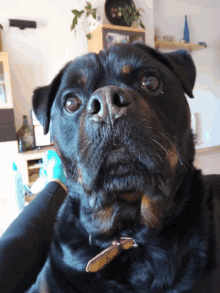 a close up of a dog 's face looking at the camera