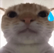 a close up of a cat 's face with a blue tear coming out of its mouth