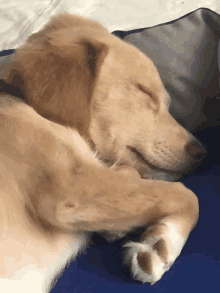 a dog is sleeping on a blue blanket with its eyes closed