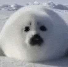 a close up of a seal laying in the snow looking at the camera .