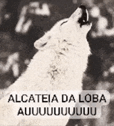 a black and white photo of a wolf howling with the words alcateia da loba written above it .