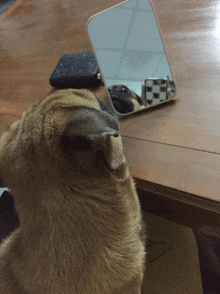 a pug dog looking at its reflection in a mirror