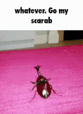 a beetle is crawling on a pink rug with the words whatever go my scarab below it