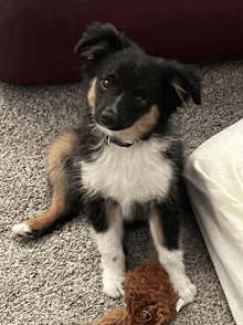 a small brown and white dog sitting on a carpet next to a stuffed animal