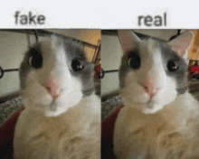 a picture of a cat with fake and real written on the top