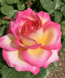 a close up of a pink and yellow rose surrounded by green leaves