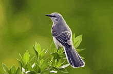 a small bird perched on a tree branch