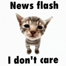 a cat is standing in front of a white background and says `` news flash i don 't care '' .