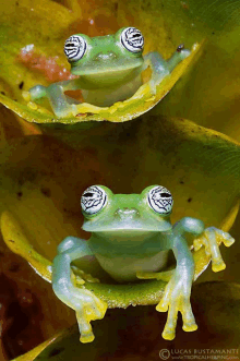 two green frogs are sitting on a green leaf with lucas bustamante written on the bottom right