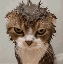 a close up of a wet cat with a crown on its head