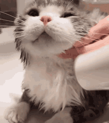 a person is washing a cat with a bottle of shampoo