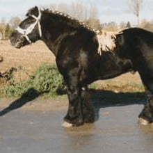 a black horse with a dog on its back is standing on the side of the road .