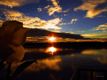 a sunset over a body of water with a flower in front of it