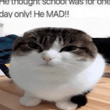 a cat is sitting on a table with the words he thought school was for one day only