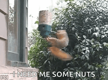 a squirrel is hanging from a traffic light and says `` i need me some nuts ''
