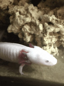 a white axolotl is swimming in a tank with a rock in the background