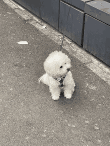 a small white dog is on a leash and has a tag that says ' snoopy ' on it