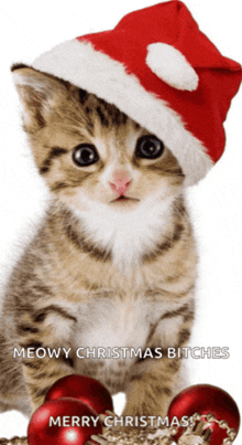 a kitten wearing a santa hat with the words merry christmas below it