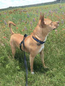 a dog wearing a blue collar and leash stands in a field of flowers