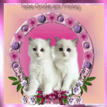 two white kittens in a pink frame with the words liebe gruse am freitag written above them