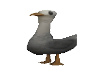 a gray and white duck with a yellow beak is standing on its hind legs .