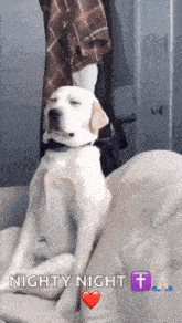 a dog is sitting on a couch with the words nighty night written above it