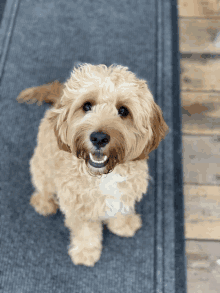 a small dog is sitting on a rug and looking up