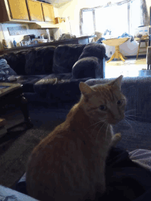 a cat sits on a couch in a living room